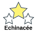 Echinacée